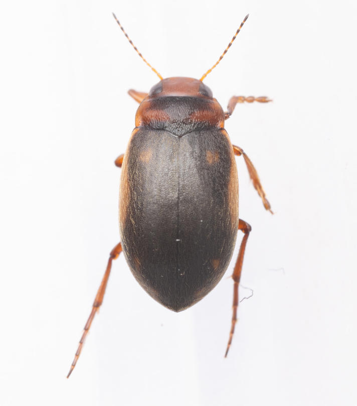 Hydroporus dorsalis