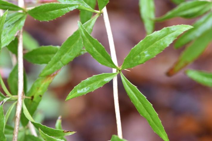 Lancetbladet berberis