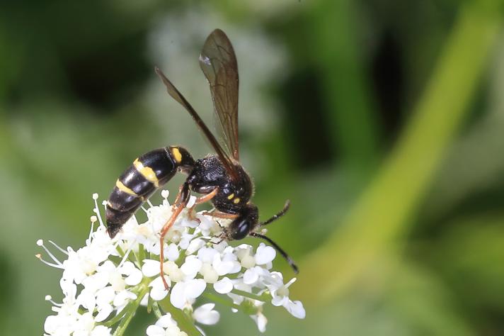 Argogorytes mystaceus