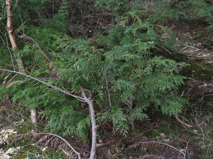 Almindelig Thuja