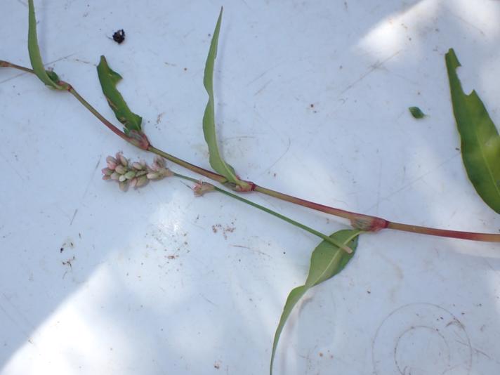 Fersken-Pileurt (Persicaria maculosa )