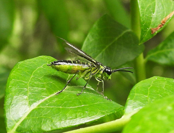 Tenthredo marginella