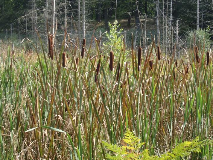 Bredbladet Dunhammer (Typha latifolia)