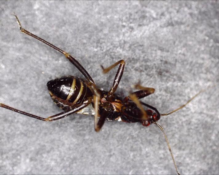 Myrenymfetæge (Himacerus mirmicoides)