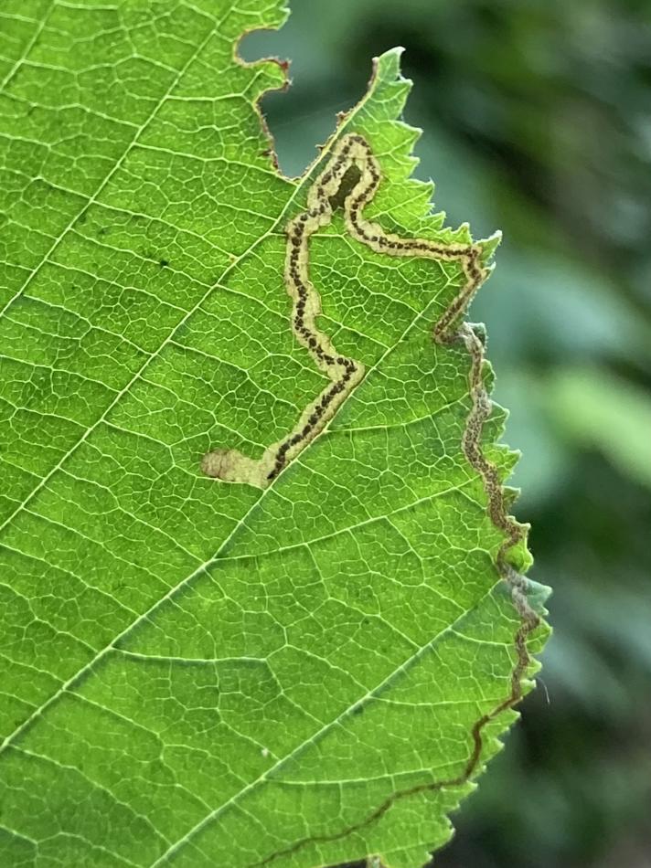 Stigmella floslactella