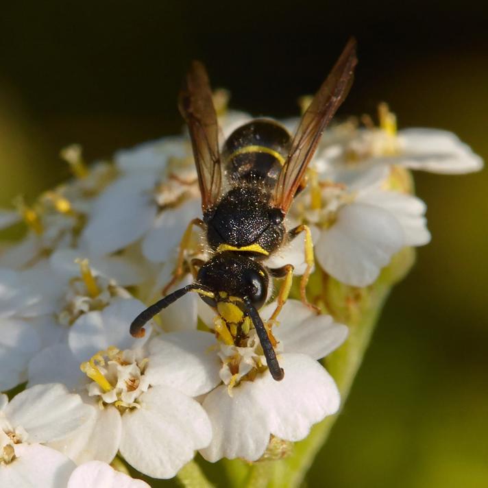 Ancistrocerus scoticus