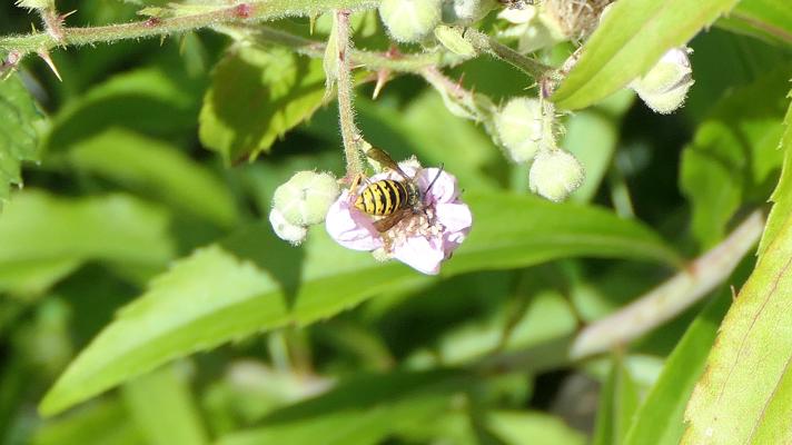 Dolichovespula sp.