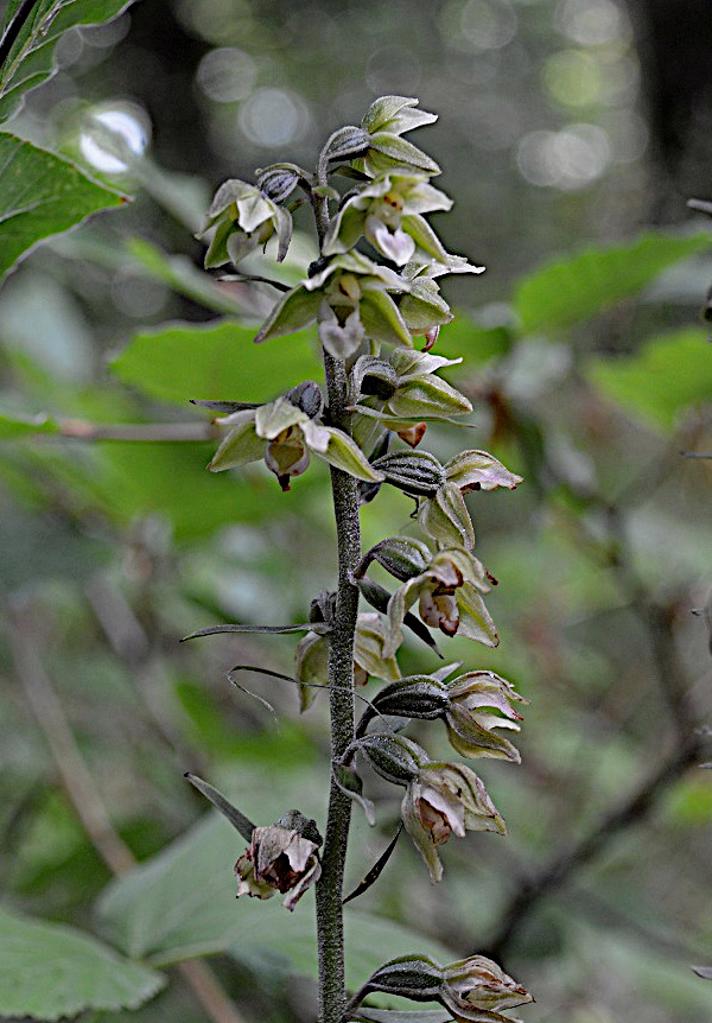 Skov-Hullæbe x Tætblomstret Hullæbe (Epipactis helleborine ssp. helleborine x purpurata)
