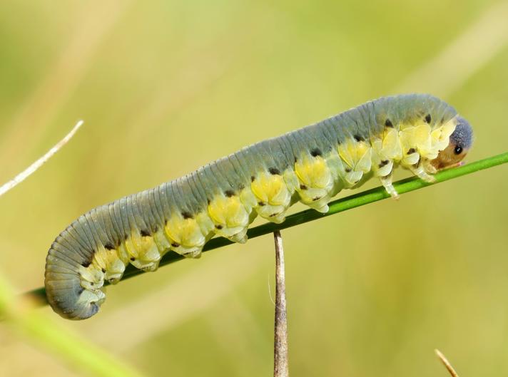 Tenthredo brevicornis