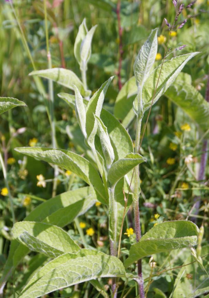 Fjer-Knopurt (Centaurea phrygia ssp. pseudophrygia)
