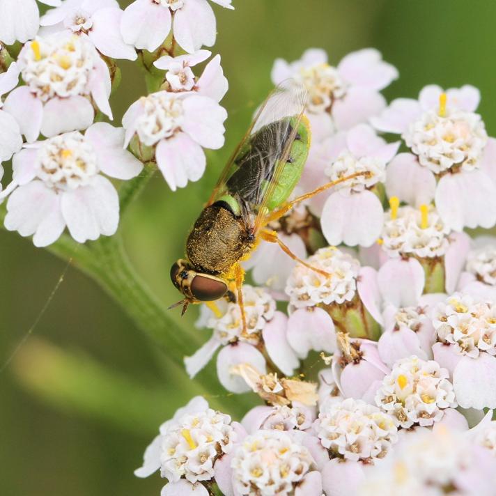 Odontomyia angulata