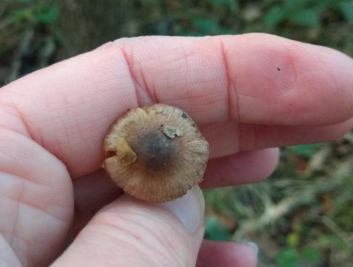 Inocybe assimilata