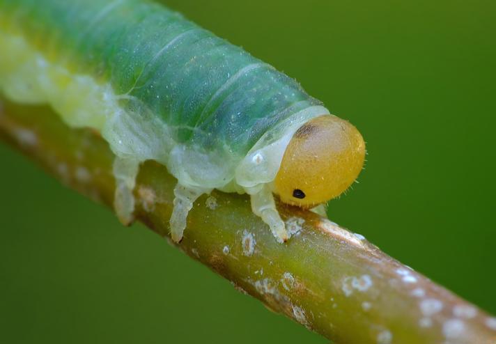 Nematinus acuminatus