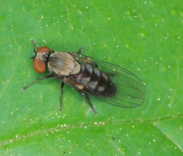 Agathomyia antennata (Agathomyia antennata)