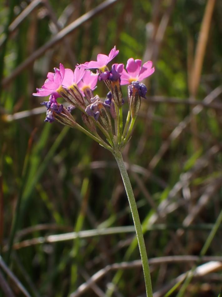Melet Kodriver (Primula farinosa)