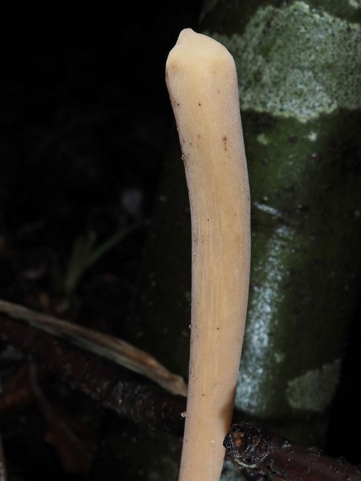 Pibet Rørkølle (Macrotyphula fistulosa)