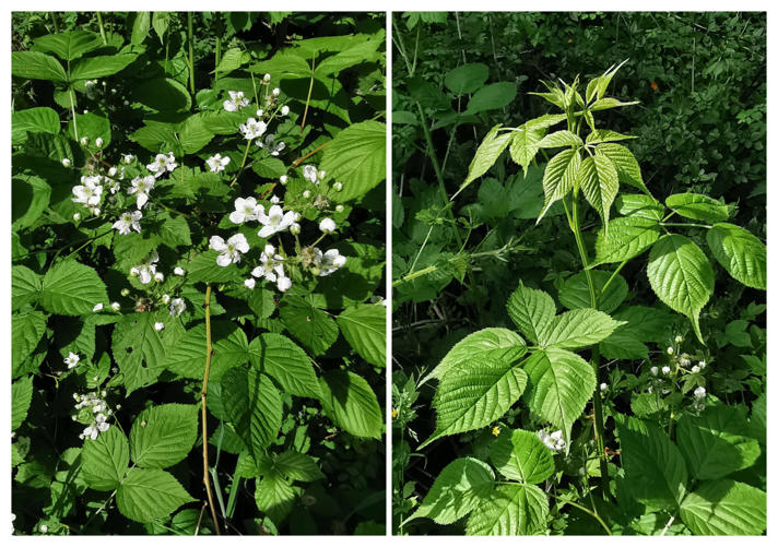 Rubus pergratus