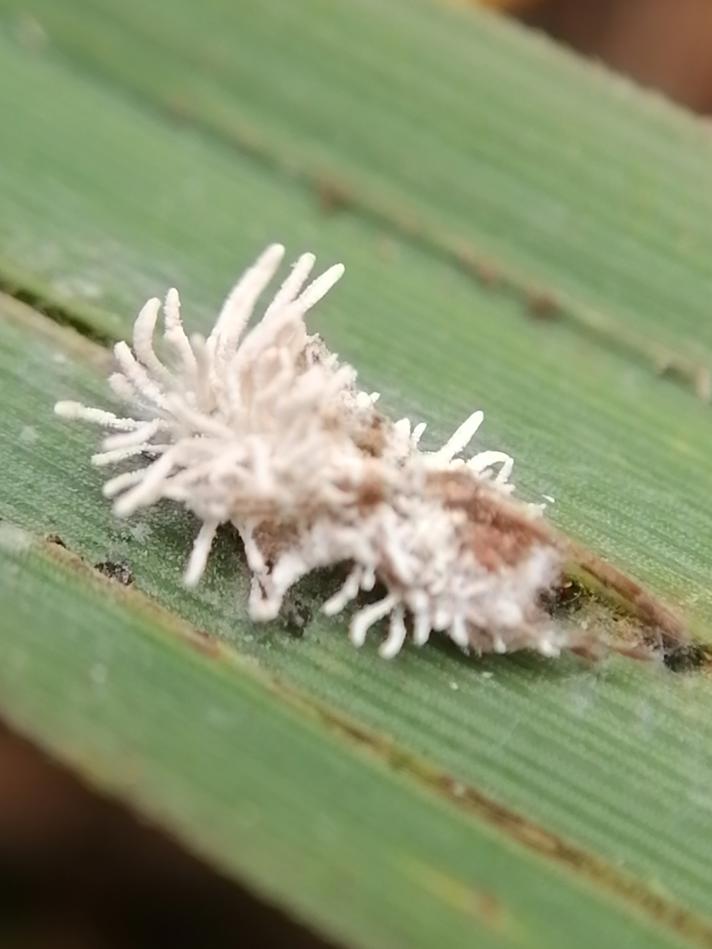 Gibellula pulchra