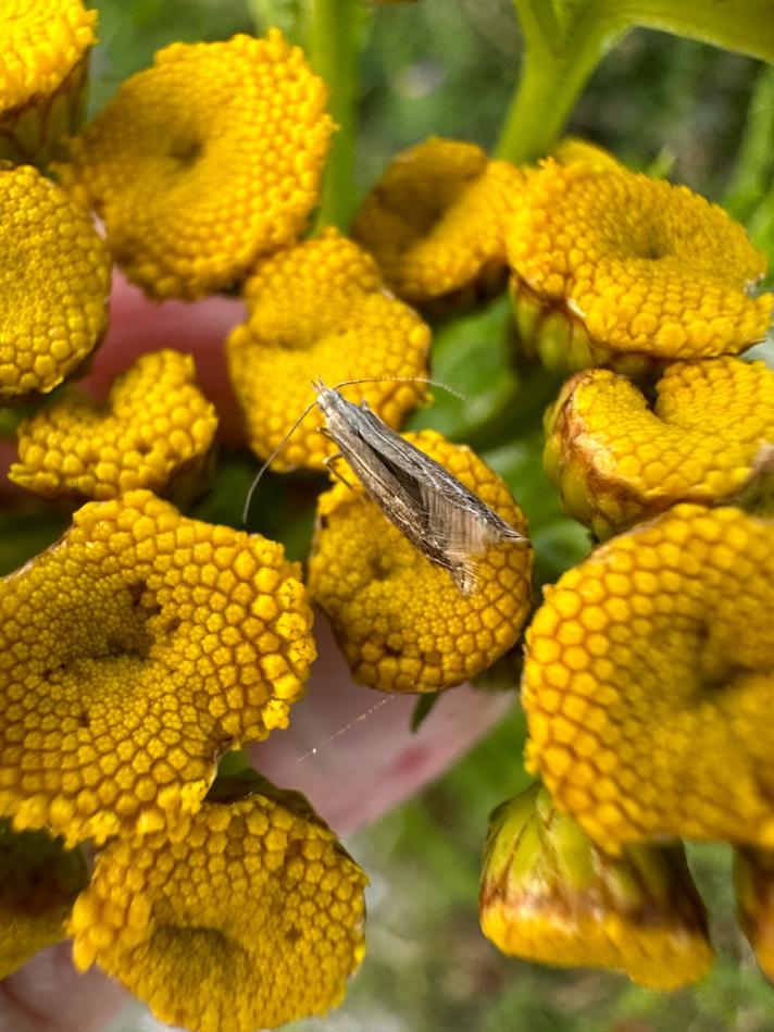 Isophrictis striatella