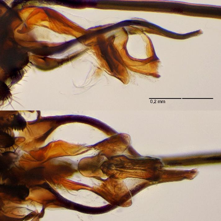 Agromyza spenceri
