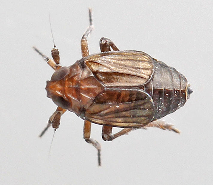 Delphacodes venosus