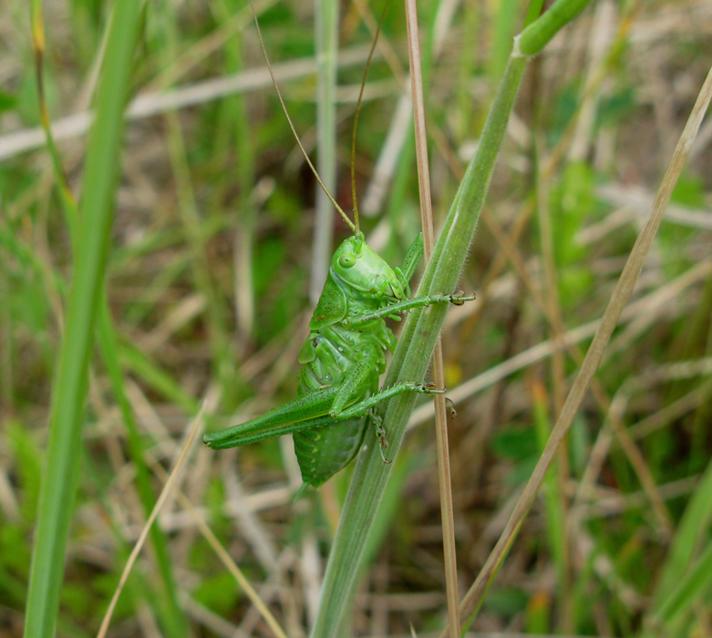 Stor Grøn Løvgræshoppe (Tettigonia viridissima)