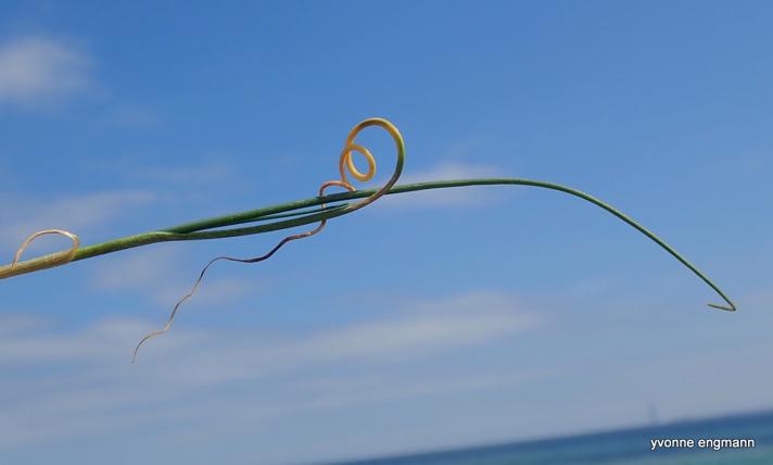 Sand-Løg (Allium vineale)
