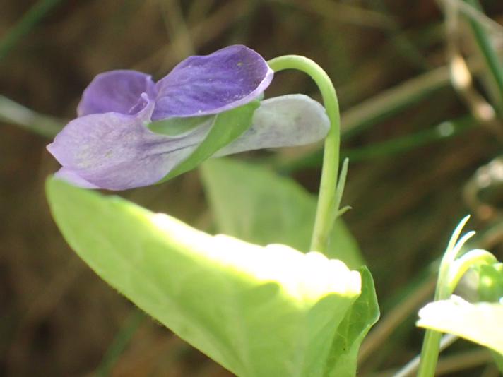 Krat-Viol (Viola riviniana)