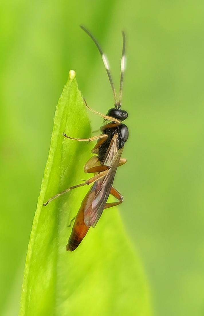 Oxytorus luridator