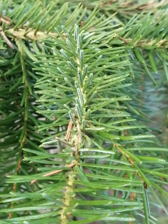Serbisk Gran (Picea omorika)