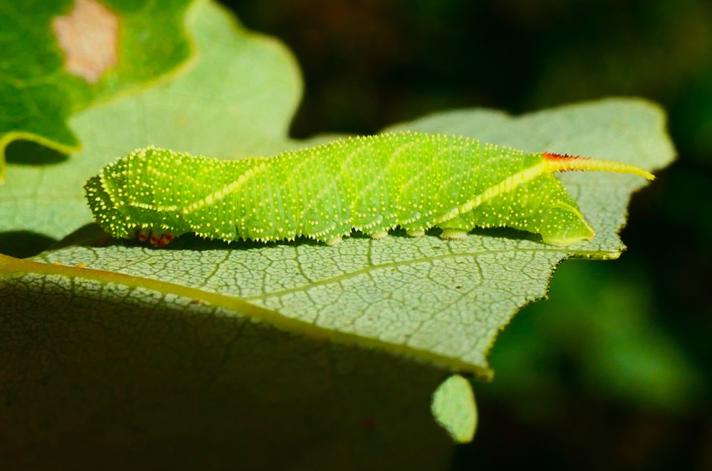 Fotograf: Harald Dühmert