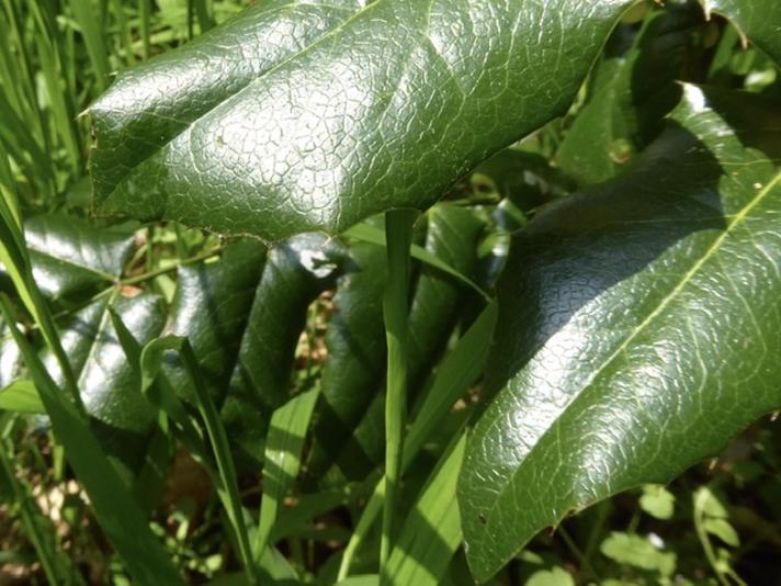 Mahonie (Mahonia aquifolium)