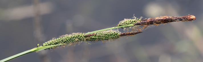 Stiv Star (Carex elata)