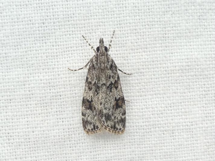 Scoparia basistrigalis