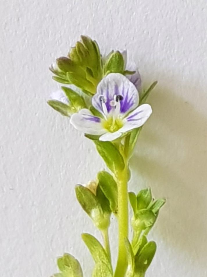 Glat Ærenpris (Veronica serpyllifolia)