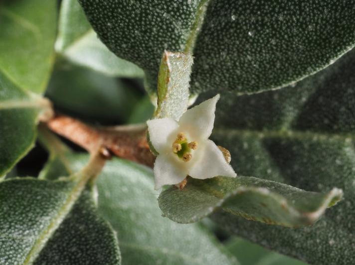 Elaeagnus × submacrophylla
