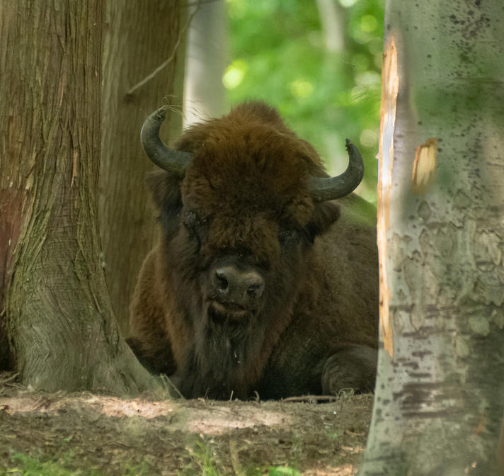 Europæisk Bison