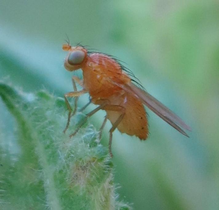 Sapromyzosoma quadripunctata