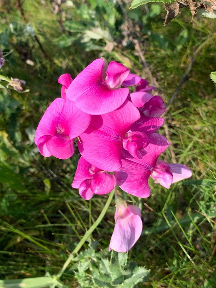 Flerårig Ærteblomst