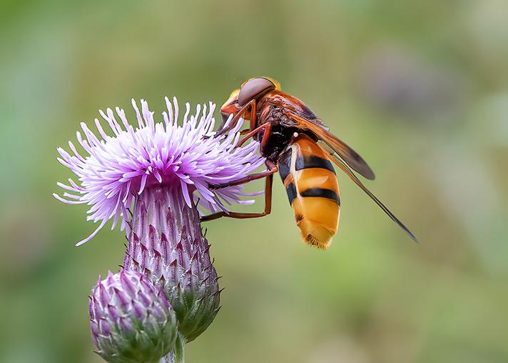 Fotograf: Knud Ellegaard