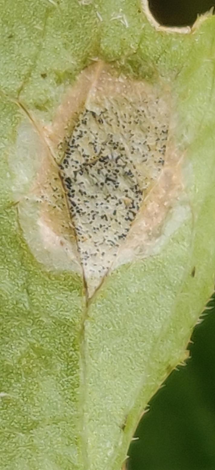 Phyllosticta violae