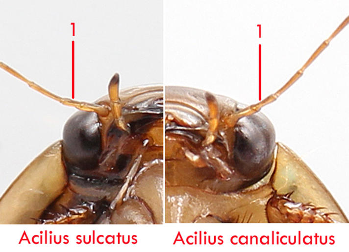 Acilius canaliculatus