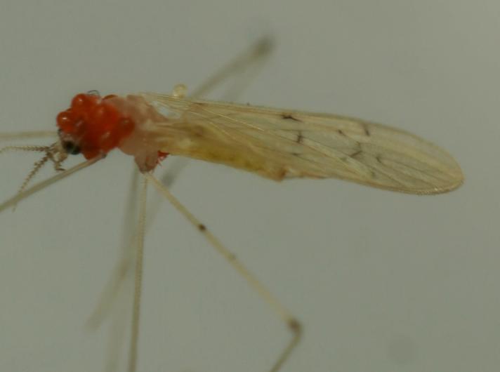 Thaumastoptera calceata