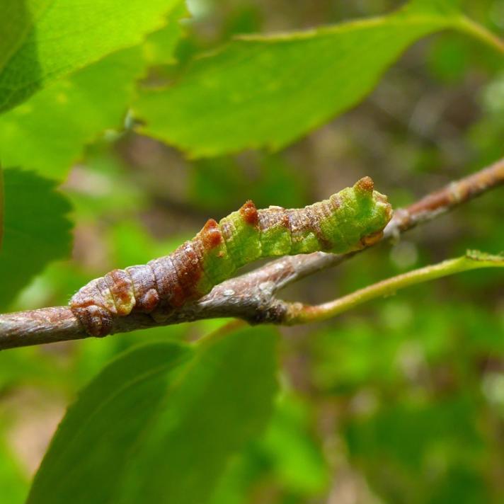 Grøn Birkemåler (Geometra papilionaria)