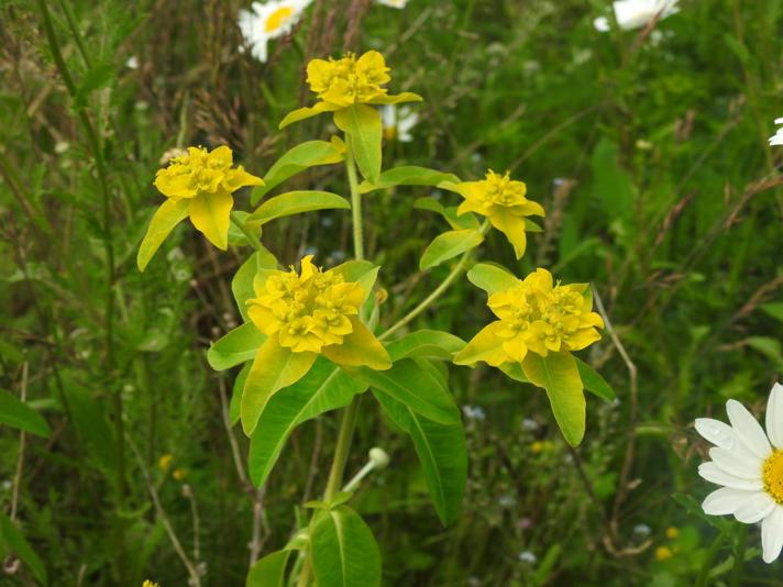 Euphorbia oblongata