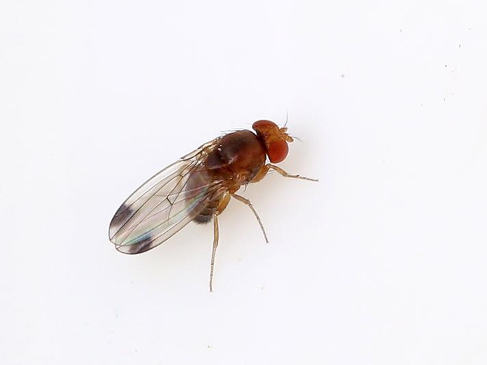 Pletvingefrugtflue (Drosophila suzukii)
