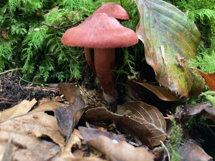 Cortinarius puniceus