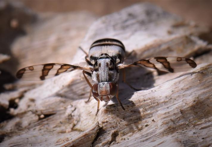 Myennis octopunctata