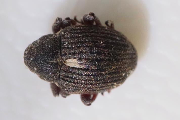 Rhinoncus leucostigma (Rhinoncus leucostigma)
