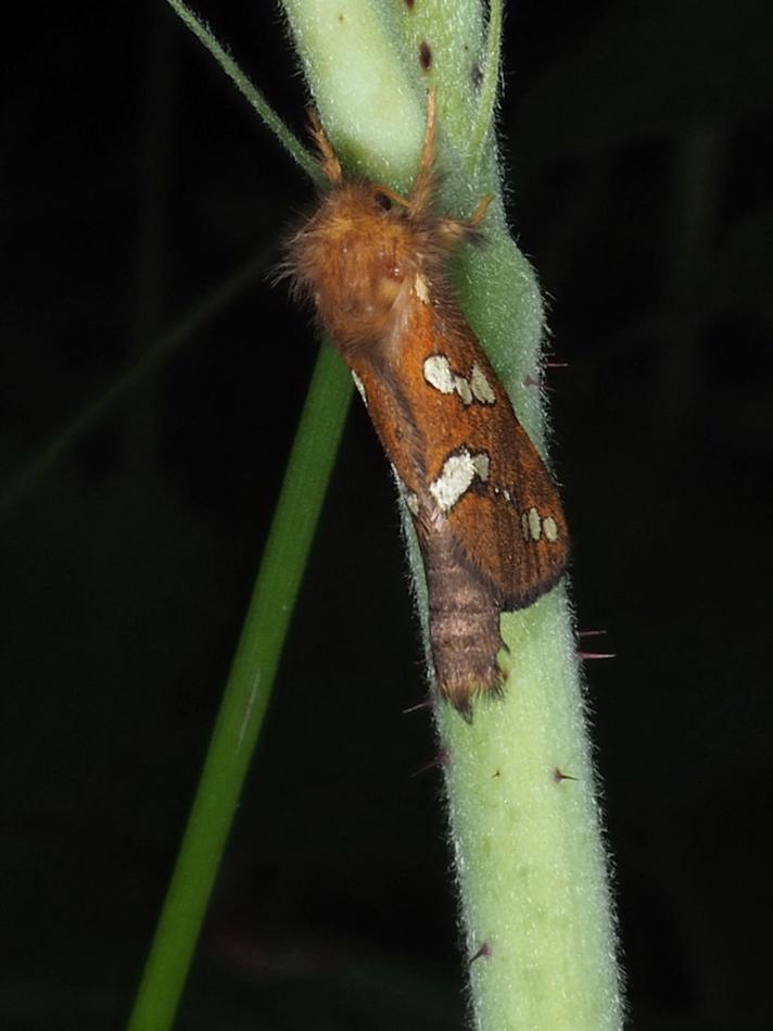 Lille Rodæder (Phymatopus hecta)